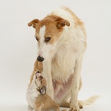 Lurcher and Chihuahua puppy