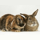 Agouti and tortoiseshell Lop rabbits