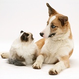 Bicolour colourpoint cat with red merle Border Collie