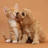 Cavapoo pup and ginger kitten on brown background