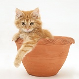 Ginger Maine Coon kitten in a flowerpot
