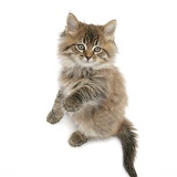 Maine Coon kitten, 8 weeks old, standing up