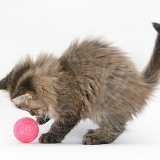 Maine Coon kitten, 8 weeks old, playing with a ball