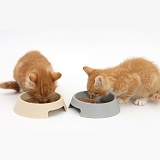 Ginger kittens eating from plastic food bowls