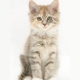 Tabby Maine Coon kitten