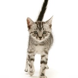 Brown tabby kitten walking forward with tail up
