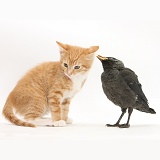 Ginger kitten and baby Jackdaw