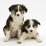 Tricolour Border Collie pups, brothers