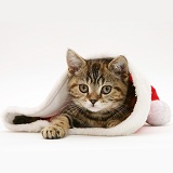 Tabby cat in a Santa hat