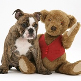 Bulldog pup and teddy bear