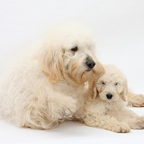 White Labradoodle bitch and pup