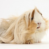 Bad-hair-day Guinea pig