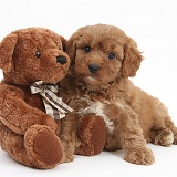 Cavapoo pup, 6 weeks old, and soft teddy bear
