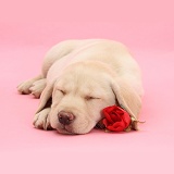 Yellow Labrador Retriever pup sleeping with a rose