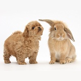 Peekapoo pup and Sandy Lop rabbit