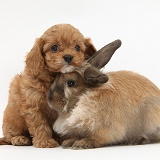 Cavapoo pup and Lionhead-cross rabbit