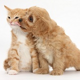 Cavapoo pup and ginger kitten