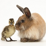 Young Lionhead-Lop rabbit and Mallard duckling