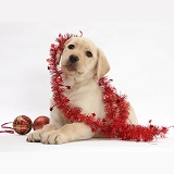 Yellow Labrador Retriever pup with decorations
