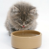 Maine Coon kitten, 8 weeks old, drinking from a bowl