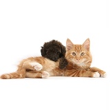 Ginger kitten and red brindle Toy Poodle pup