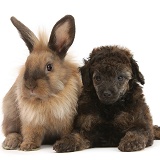 Red merle Toy Poodle pup and Lionhead-cross rabbit