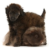 Red merle Toy Poodle pup and shaggy Guinea pig