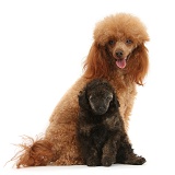 Red toy poodle dog and 7-week-old red merle pup