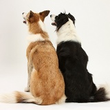 Border Collies back view