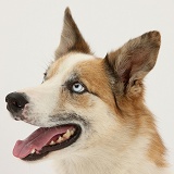 Sable-and-white Border Collie