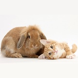 Ginger kitten and young Sandy Lop rabbit