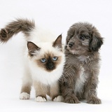 Sheltie x Poodle pup and Birman kitten