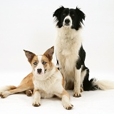Red merle and black-and-white Border Collies