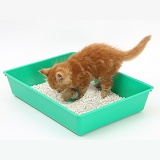 Ginger kitten using a litter tray