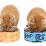 Ginger kittens eating from ceramic food bowls