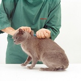 Giving booster vaccination to a cat