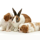 King Charles pups and Dutch rabbit