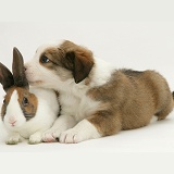 Border Collie pup and Dutch rabbit