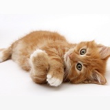 Ginger kitten rolling playfully on his side