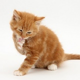 Ginger kitten grooming his face