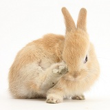 Young Sandy Lop rabbit scratching his nose