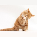 Ginger kitten grooming a paw