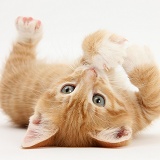 Ginger kitten rolling playfully on its back