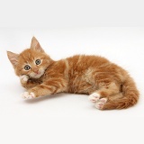 Ginger kitten rolling playfully on his side