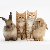 Ginger kittens and young Lionhead-Lop rabbits
