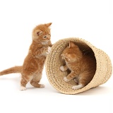Ginger kittens playing in a raffia basket