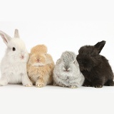 Four baby Lop rabbits