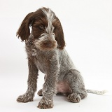 Spinone pup sitting