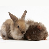 Baby Lionhead-Lop rabbit and shaggy Guinea pig