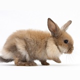 Baby Lionhead-cross rabbit